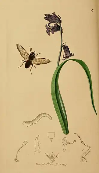 Trichiosoma vitellina