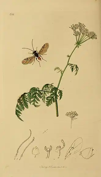 Gestekelde rozengalwesp