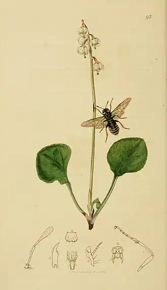 Pseudoclavellaria amerinae