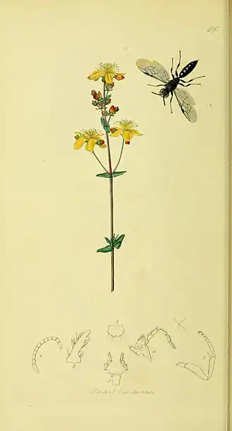 Passaloecus gracilis