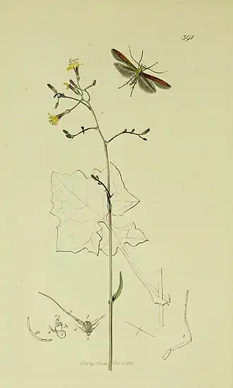 Lichte metaalkokermot