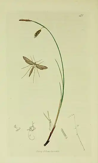 Agdistis meridionalis