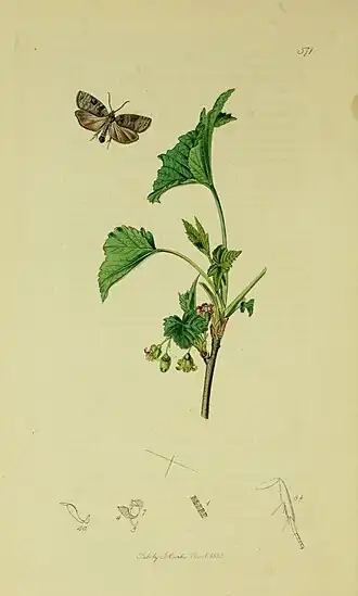 Grijze marmerbladroller