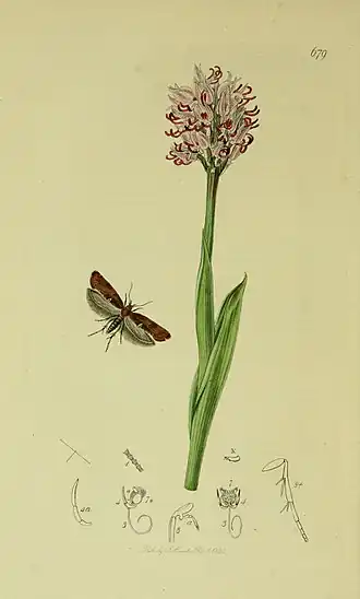 Acrolepiopsis betulella
