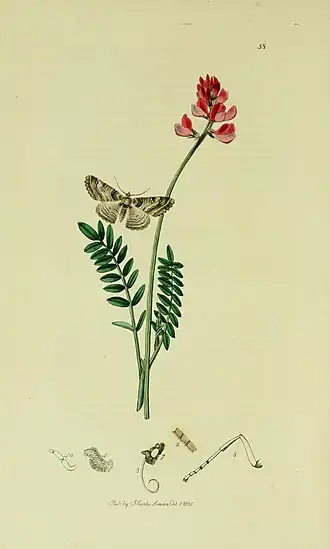 Geringde spikkelspanner