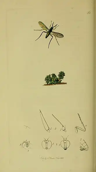 Rhaphium monotrichum