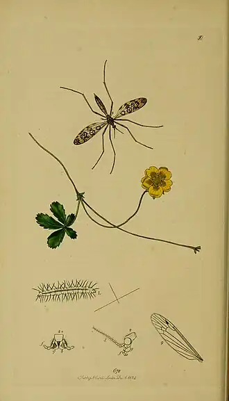 Epiphragma (Epiphragma) ocellare