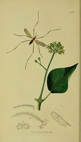 Molophilus (Molophilus) obscurus