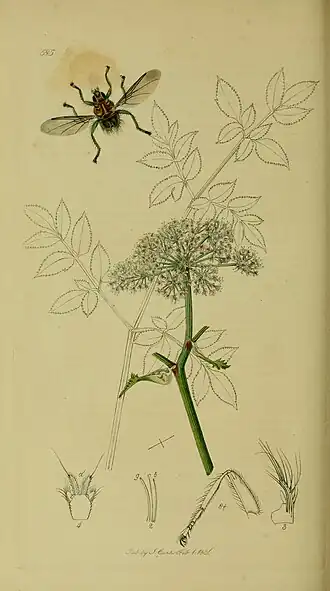 Ornithomya fringillina