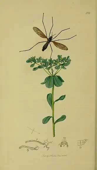 Hexatoma (Hexatoma) fuscipennis