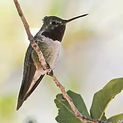 Breedstaartkolibrie (Selasphorus platycercus)