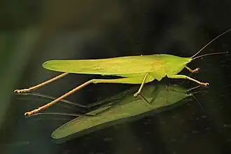 Neoconocephalus triops