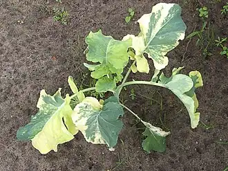 Chlorofyl chimeer bij broccoli