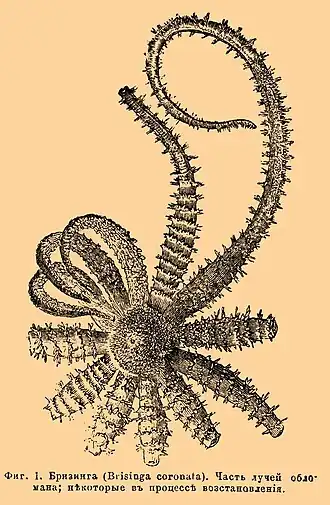 Hymenodiscus coronatus