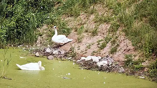 Broedende zwanen bij de oude kanaalarm