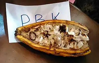 Conopomorpha cramerella