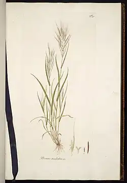 Illustratie. 1:plant, 2:bloem, 3:vruchtbeginsel met stempels, 4:vrucht op ware grootte, 5:vrucht vergroot weergegeven