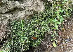 Een close-up van de associatie op een rotsige bronbeekoever
