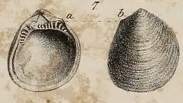 Limopsis aurita