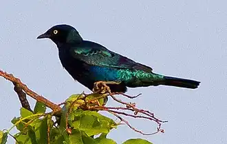 Bronsstaartglansspreeuw