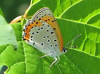 Lycaena hyllus