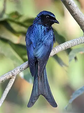 Bronsdrongo
