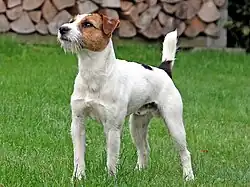 Jackrussellterriër