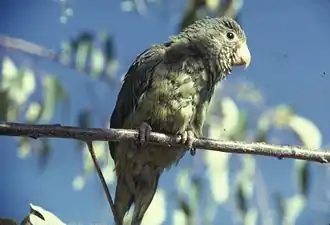 Kobaltvleugelparkiet