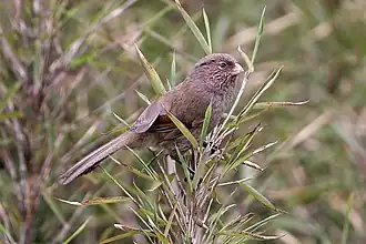 Bruine diksnavelmees