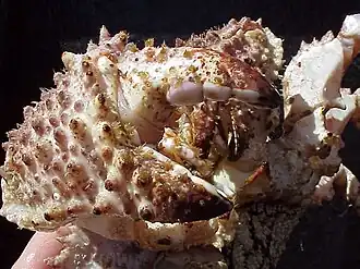 Lopholithodes foraminatus