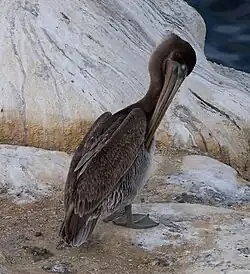De bruine pelikaan (Pelecanus occidentalis) wordt regelmatig waargenomen in La Jolla Cove, waar de soort vaak op de rotsen rust of langs de kustlijn jaagt.