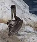 Bruine pelikaan (Pelecanus occidentalis) langs de kust van La Jolla – een vertrouwde verschijning boven de kliffen en in de lucht boven de baai.