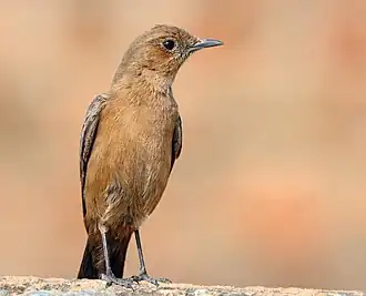 Bruine rotsspekvreter