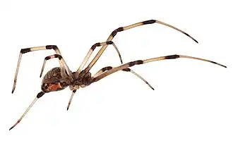 Latrodectus cinctus
