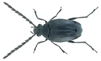 Bruchidius nudus
