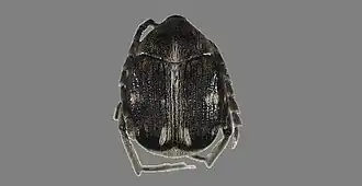Bruchidius quinqueguttatus