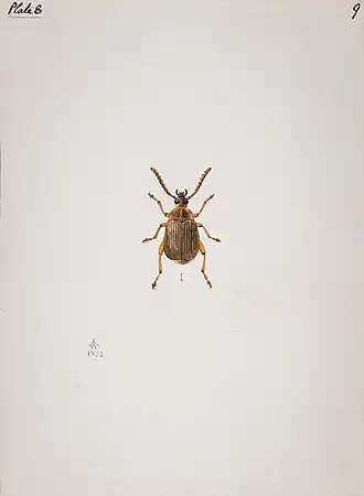 Bruchidius lichenicola
