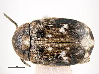 Bruchus emarginatus