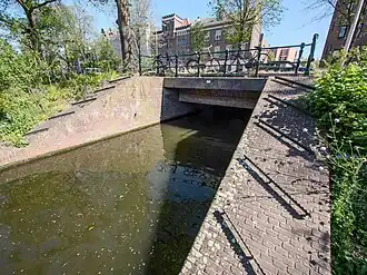 Paerlduiker (mei 2017)