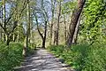 Buiten Smedenvest: pad tussen de bomen