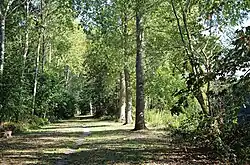 Natuurgebied Waggelwater: de beboste noordelijke oever van de kanaalarm.