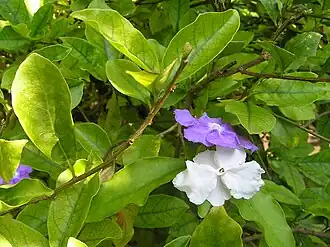 Brunfelsia