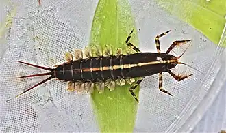 Isonychia bicolor