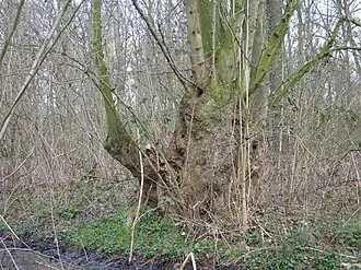 Parochieveldbos en Bruwaanbos