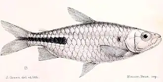 Brycinus kingsleyae