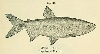 Brycinus schoutedeni