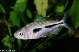 Bryconaethiops boulengeri