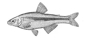 Bryconamericus grosvenori