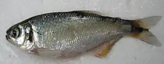 Bryconamericus huilae