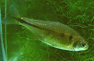 Bryconamericus iheringii